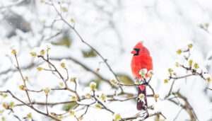 Northern cardinal.