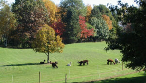 Alpacas graze at Lazy Acres Farms in Macedon.